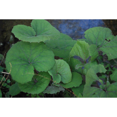 PETASITES japonicus f. purpureus