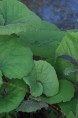 PETASITES japonicus f. purpureus