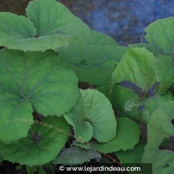 PETASITES japonicus f. purpureus