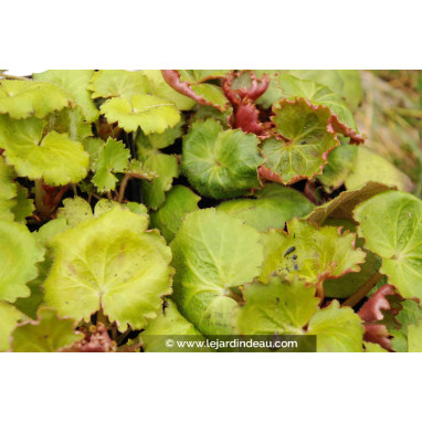 SAXIFRAGA stolonifera \'Harvest Moon\'