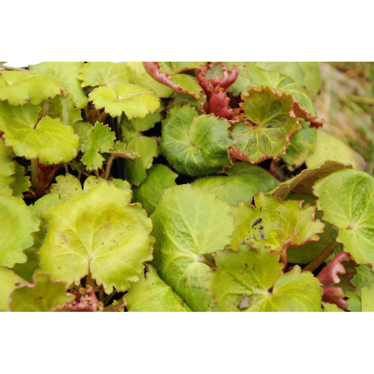 SAXIFRAGA stolonifera 'Harvest Moon'