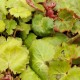 SAXIFRAGA stolonifera 'Harvest Moon'