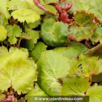 SAXIFRAGA stolonifera &#039;Harvest Moon&#039;