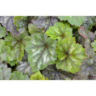 TELLIMA grandiflora \'Forest Frost\'