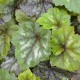 TELLIMA grandiflora 'Forest Frost'