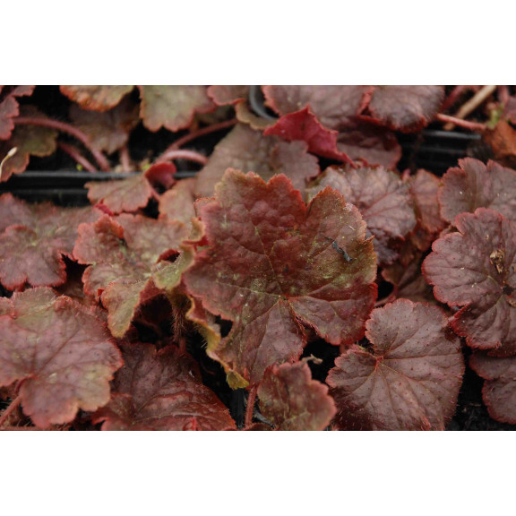 TELLIMA grandiflora 'Forest Frost'