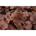 TELLIMA grandiflora 'Forest Frost'