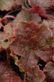 TELLIMA grandiflora 'Forest Frost'