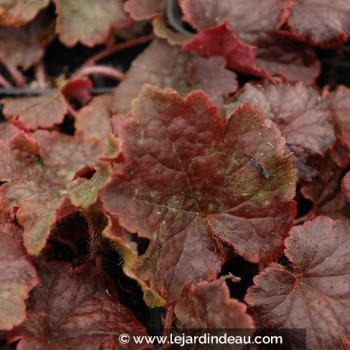 TELLIMA grandiflora &#039;Forest Frost&#039;