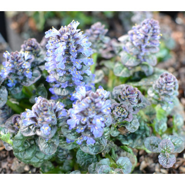 AJUGA pyramidalis \'Metallica Crispa\'