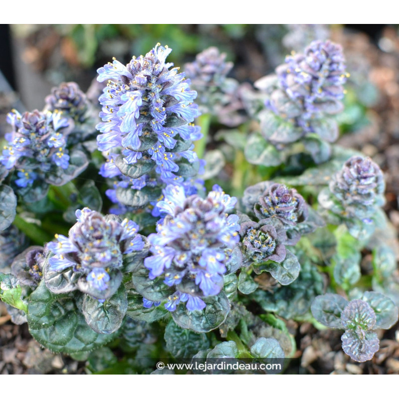 AJUGA pyramidalis 'Metallica Crispa' AJUGA pyramidalis 'Metallica Crispa'