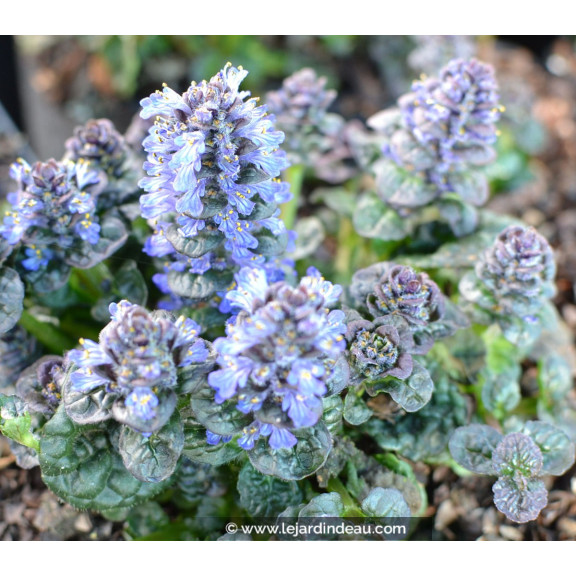 AJUGA pyramidalis 'Metallica Crispa'