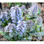 AJUGA pyramidalis 'Metallica Crispa' AJUGA pyramidalis 'Metallica Crispa'