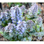 AJUGA pyramidalis 'Metallica Crispa' AJUGA pyramidalis 'Metallica Crispa'