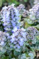 AJUGA pyramidalis 'Metallica Crispa'