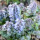 AJUGA pyramidalis 'Metallica Crispa'