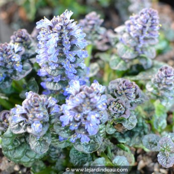 AJUGA pyramidalis &#039;Metallica Crispa&#039;