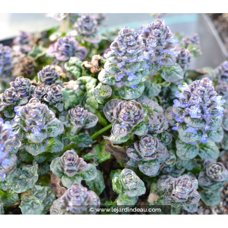 AJUGA pyramidalis 'Metallica Crispa' AJUGA pyramidalis 'Metallica Crispa'