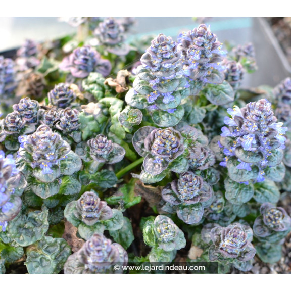 AJUGA pyramidalis 'Metallica Crispa'