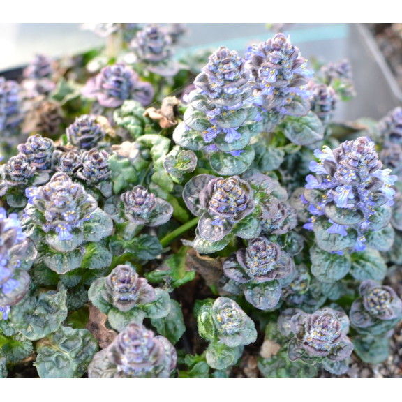 AJUGA pyramidalis 'Metallica Crispa'