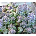 AJUGA pyramidalis 'Metallica Crispa' AJUGA pyramidalis 'Metallica Crispa'