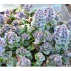 AJUGA pyramidalis 'Metallica Crispa' AJUGA pyramidalis 'Metallica Crispa'