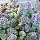 AJUGA pyramidalis 'Metallica Crispa'