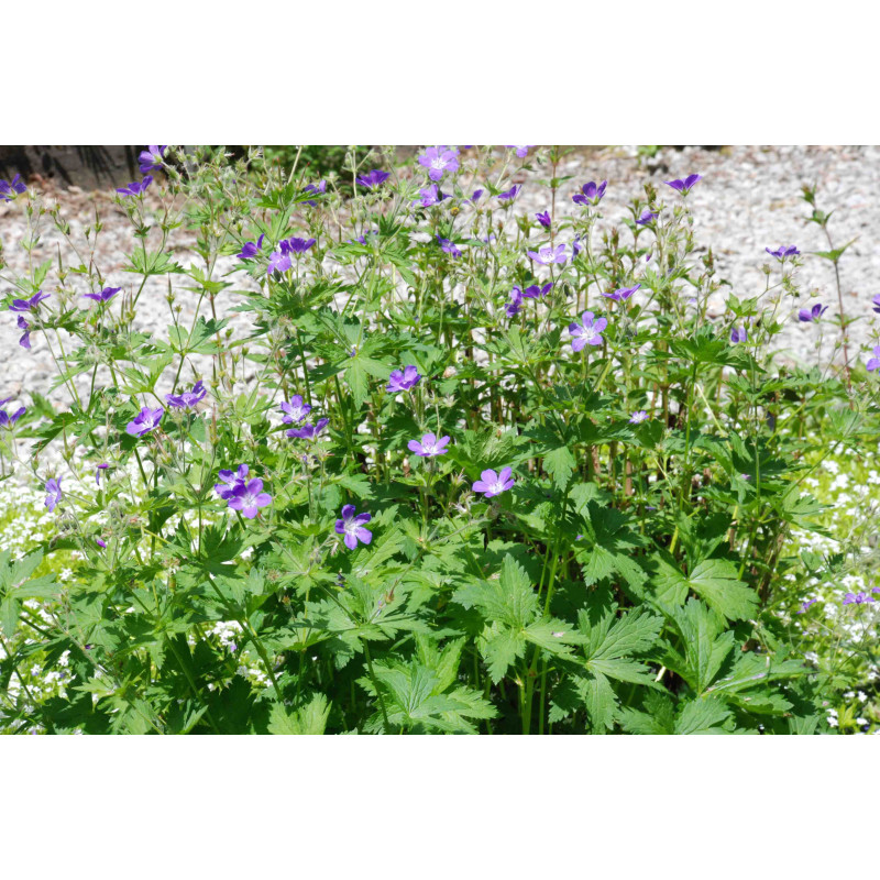 GERANIUM sylvaticum 'Mayflower'