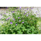 GERANIUM sylvaticum 'Mayflower'