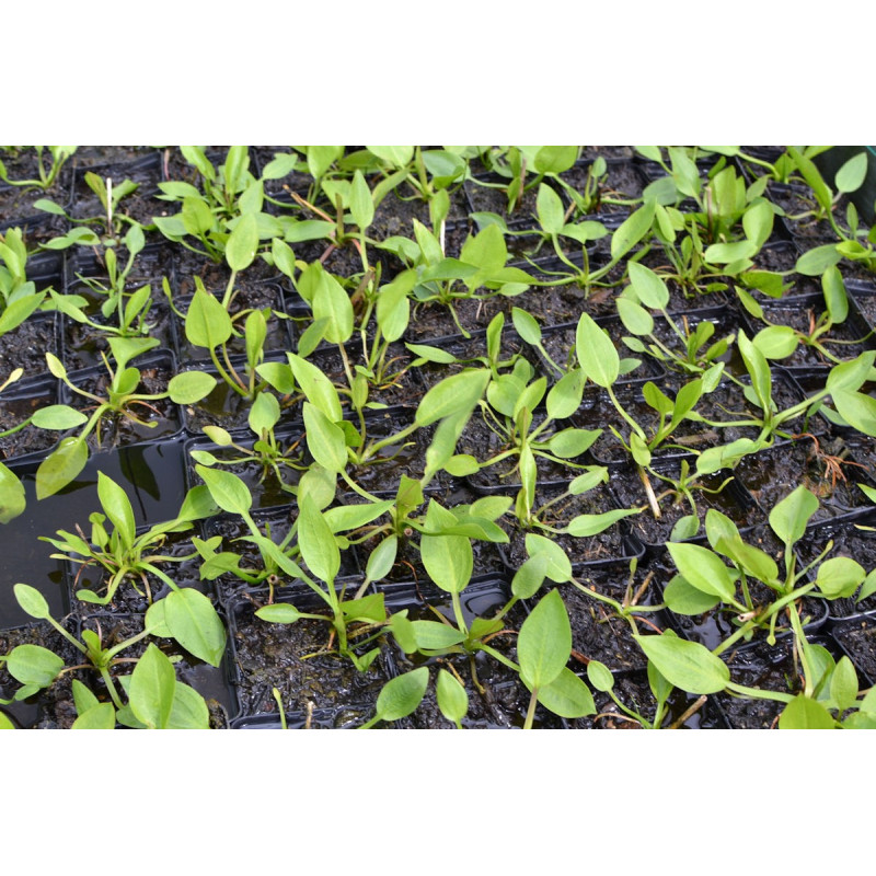 ALISMA plantago-aquatica ALISMA plantago-aquatica