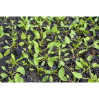 ALISMA plantago-aquatica ALISMA plantago-aquatica