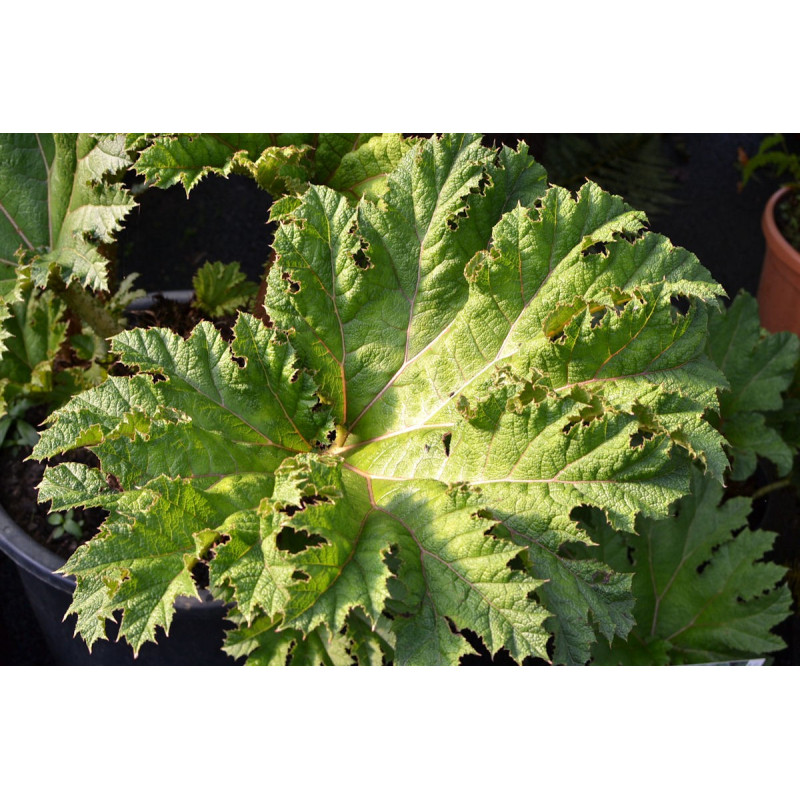 GUNNERA tinctoria