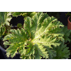 GUNNERA tinctoria