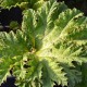 GUNNERA tinctoria