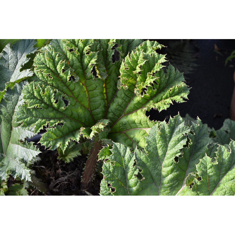 GUNNERA tinctoria