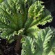 GUNNERA tinctoria