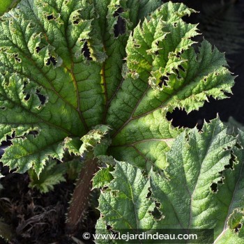 GUNNERA tinctoria