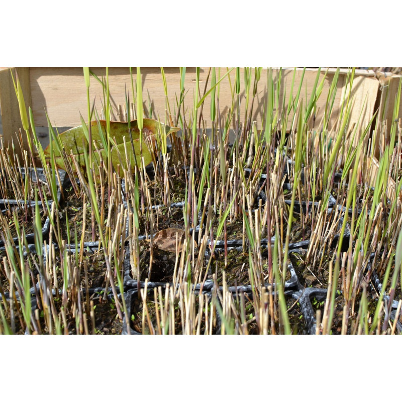 PHRAGMITES australis
