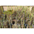 PHRAGMITES australis