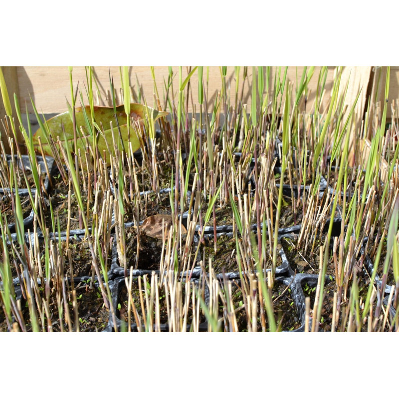PHRAGMITES australis