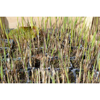 PHRAGMITES australis