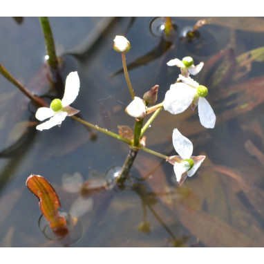 SAGITTARIA graminea