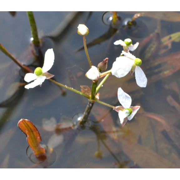 SAGITTARIA graminea