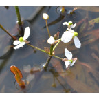 SAGITTARIA graminea