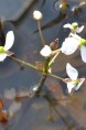 SAGITTARIA graminea