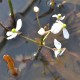 SAGITTARIA graminea