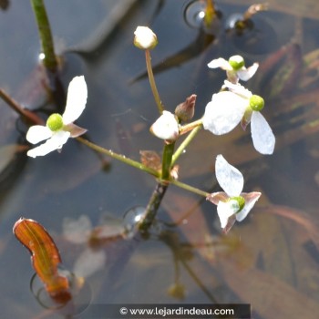 SAGITTARIA graminea