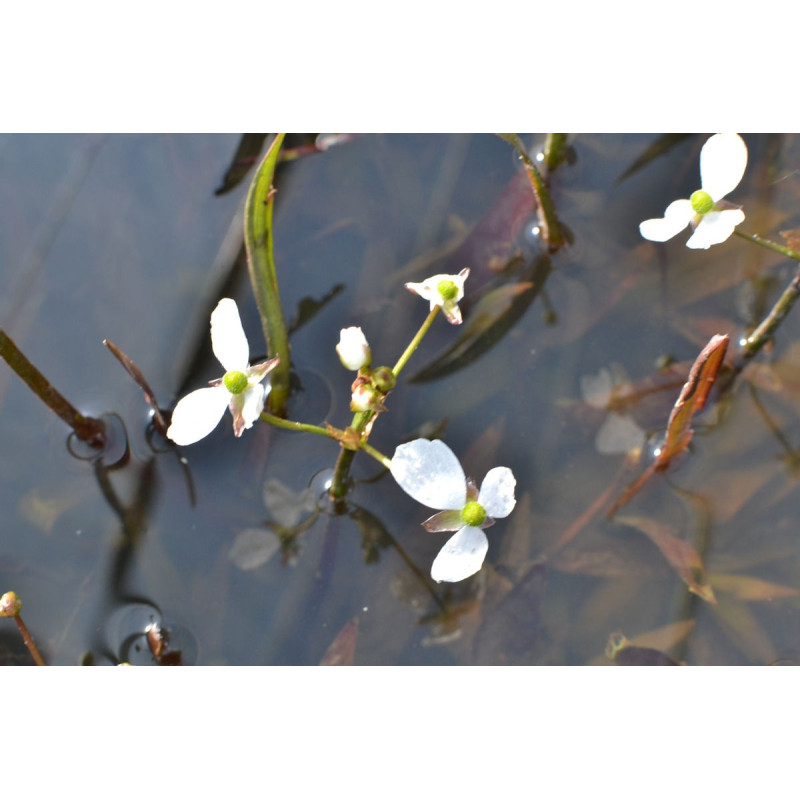 SAGITTARIA graminea