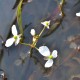 SAGITTARIA graminea