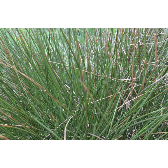 JUNCUS effusus